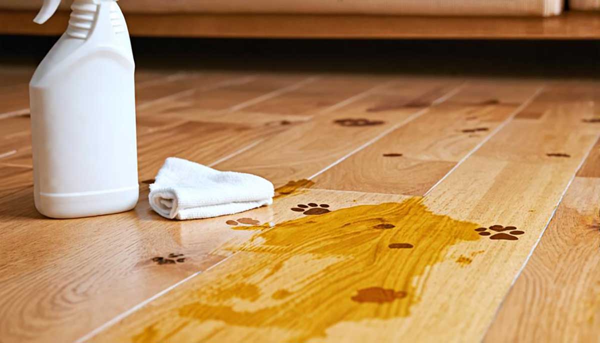 How To Remove Dog Urine Stains And Smell From Hardwood Floors Fresh Day Cleaning